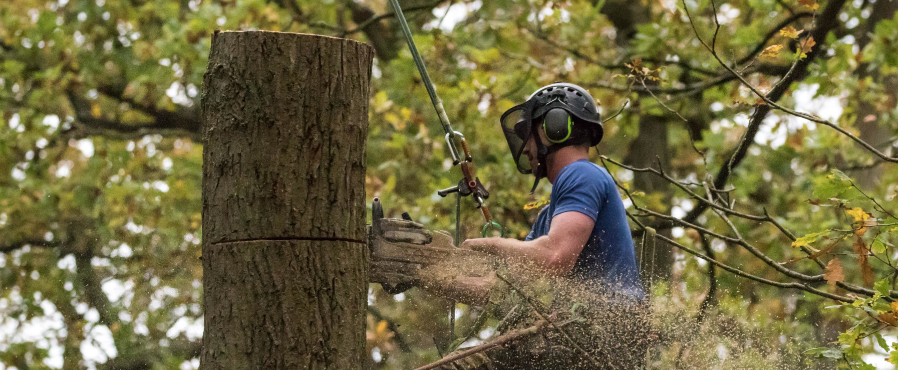 Tree_Surgery